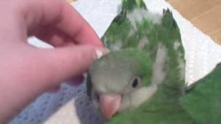 Baby Quaker Parrots 112709 [upl. by Ailgna]