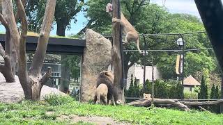 Feeding lions at Lincoln Park Zoo [upl. by Annocahs]