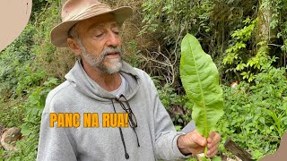 Procurando PANC com o Chico Abelha  Comida pra todo lado [upl. by Tanaka]