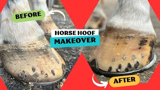 ASMR DIRTY HOOF CLEANING BIG HORSE 🤯  KİRLİ AT TIRNAĞI TEMİZLEME ASMR BÜYÜK AT [upl. by Koal320]