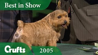 Norfolk Terrier wins Best In Show at Crufts 2005  Crufts Dog Show [upl. by Ocirled]