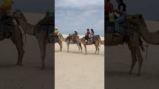 Camel rides🐪🐫annabayportstephens worimi national park4WDtourssanddunesafaris [upl. by Yarezed]