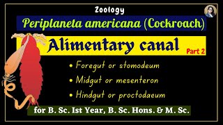 Periplaneta americana cockroach  Alimentary Canal  Part 2  Zoology  B Sc Ist Year [upl. by Ailemak364]