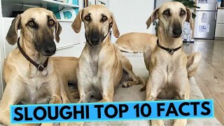 Sloughi  TOP 10 Interesting Facts [upl. by Deryl]