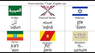 Semitic Languages  Word Comparison  2 [upl. by Ormsby]