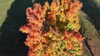 Fall Leaves from Drone in Dayton Ohio 2024 [upl. by Ayot394]