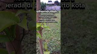 Kebon baru markisa madu purwokerto buah fruit [upl. by Neetsyrk292]