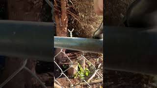 Barbed Fence Repair Tip ⛓️ fence repair security [upl. by Kendra]