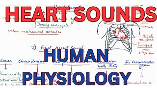 Hear Sounds cardiac cycle heart Sounds Human Physiology Lectures [upl. by Inan]