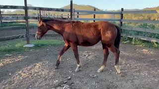 Caboolture Horse Sale “RSR Shake n Bake Baby” [upl. by Edith83]