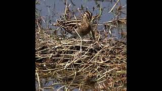 Common Snipe at Work [upl. by Darmit973]