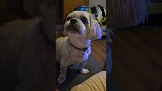 Shihtzu  he wanted to tell me to leave his spot  shihtzu dog doggo europe goodvibes [upl. by Aratak318]