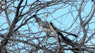 Safari Experience Whitebellied Goawaybird Baffalo Springs [upl. by Attenol]