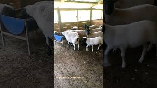 Dorper Sheep Farming agribusiness farming agriculture satisfying farmer [upl. by Aihsekat]