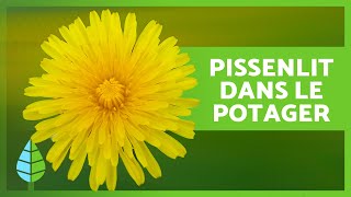 6 BIENFAITS du PISSENLIT pour le POTAGER 👩🏻‍🌾  Fertilisant maison efficace ✅ [upl. by Ssew]