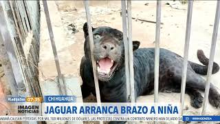 Decomisan tres felinos al interior de un inmueble en Michoacán  Noticias con Francisco Zea [upl. by Niraa]