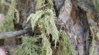 Colorado Wild Plants  Usnea  Old Mans Beard [upl. by Bronwyn]