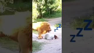 Prank with a Dog 🐕😂 🐾shorts youtubeshorts ytshorts [upl. by Okechuku]