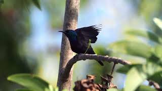 Pemba Sunbird Cinnyris pembae [upl. by Aiderfla375]