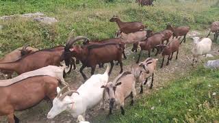 141 0808 infinite goat herd at Alpage Richard Buvette La Varre Pont de Nant CH VD [upl. by Eedolem]