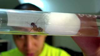 New Camponotus sp Queen by AntsCanada [upl. by Pepito]