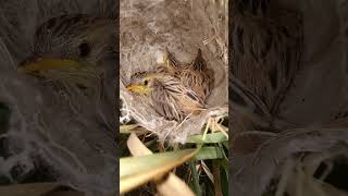 Home of the Zitting cisticola bird babies [upl. by Enomar]