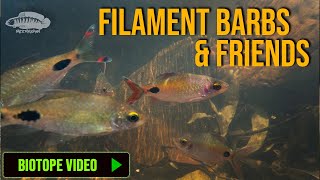 Filaments Barbs amp Friends  Aquarium Fish Biotope Video [upl. by Kowtko]