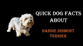 Quick Dog Facts About The Dandie Dinmont Terrier [upl. by Puttergill]