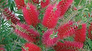 How to take care of bottlebrush tree [upl. by Oriaj842]