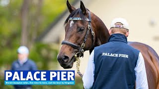 AUS Palace Pier 2022 Stallion Showreel [upl. by Everard]