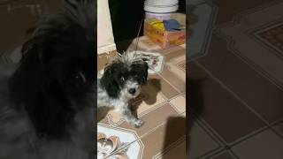 Lulu socute pets cute lulubaby doglover grooming lulu viralvideo shorts youtubeshorts [upl. by Ameen]