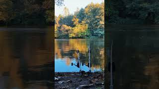 Subscribe for more carpbasics carpfish fishing carpy fish carps angler carp freshwaterfish [upl. by Jess8]