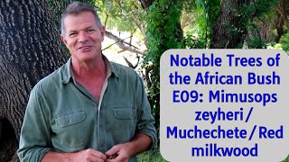 Notable Trees of the African Bush E09 Mimusops zeyheriMuchecheteRed Milkwood [upl. by Ialohcin]