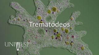 Parasitologia  Aula 12  Trematódeos [upl. by Eednak789]