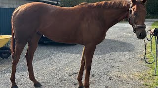 English bay teddy 2020 thoroughbred gelding [upl. by Eilsehc]