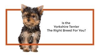 Everything you need to know about Havanese puppies 2019Yorkshire Terrier [upl. by Aziar904]