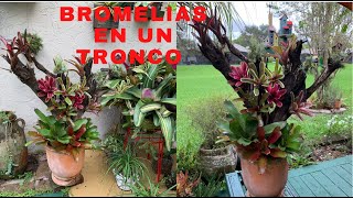 Tronco de Arbol con Bromelias como se hace [upl. by Diskson]