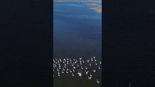 Les lagunes en Albanie 😍 flamantsroses birdwatchingalbania tourismealbanie [upl. by Hilten472]