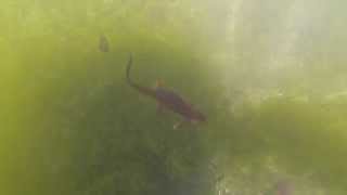 Swimming with Roughskinned Newts Taricha granulosa [upl. by Artenehs345]