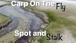 Carp Fly Fishing  Spot and Stalk Big Carp in Crystal Clear Water [upl. by Eerot]