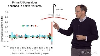 David Bartel Whitehead InstituteMITHHMI Part 3 MicroRNAs What is a MicroRNA [upl. by Pellegrini]