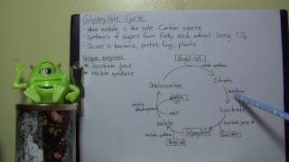 MBIO background Info  Glyoxylate cycle [upl. by Avot]