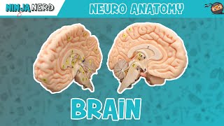 Anatomy of the Brain  Model [upl. by Eetak]