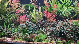 3 Foot bucephalandra tank [upl. by Chrysler]