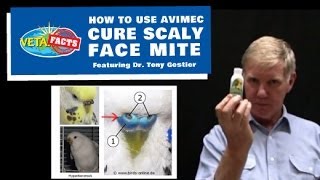 Cure Scaly Face Mite  How to use Avimec [upl. by Donia970]