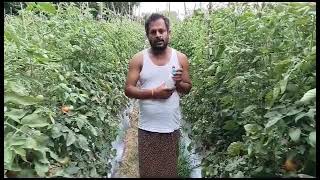 Explain about Syngenta Simodis Muralikrishna agriculture support [upl. by Eseerehs]