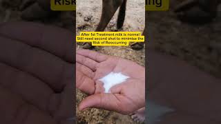 Blood in milk treatment of Cow  Mastitis treatment of Cattle  Vet Dr Faisal shortsyoutubeshorts [upl. by Sallad]