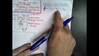 Alveolar vs pulmonary ventilation [upl. by Fowler]