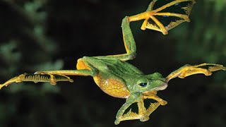 Wallaces Flying Frog The Gliding Amphibian of Southeast Asia [upl. by Uno25]