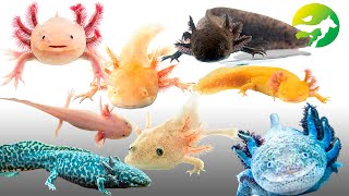 Learn The Axolotl Classification  Characteristics of Animals [upl. by Eddana]